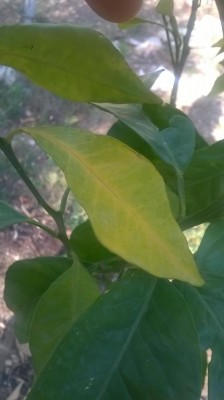 WP_20160607_17_27_39_Pro.jpg (41.26 KiB) Osservato 622 volte WP_20160607_17_27_39_Pro.jpg