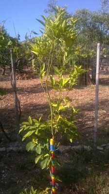 WP_20160607_17_27_04_Pro.jpg (127.42 KiB) Osservato 622 volte WP_20160607_17_27_04_Pro.jpg