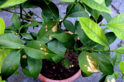 limone.jpg (214.95 KiB) Osservato 757 volte limone.jpg