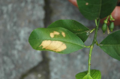 foglia.jpg (181.27 KiB) Osservato 757 volte foglia.jpg