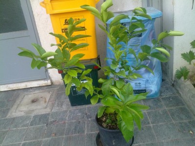 limone2.jpg (109.14 KiB) Osservato 592 volte limone2.jpg