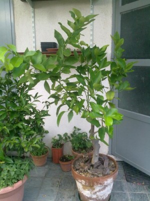 limone3.jpg (112.38 KiB) Osservato 592 volte limone3.jpg