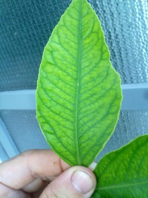 carenza ferro.jpg (77.67 KiB) Osservato 592 volte carenza ferro.jpg