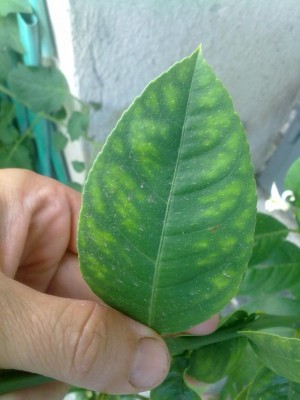 280720164155.jpg (71.58 KiB) Osservato 592 volte 280720164155.jpg