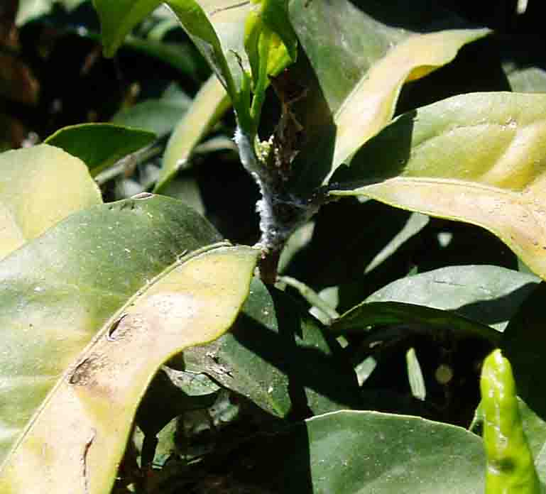 arancio.jpg arancio.jpg