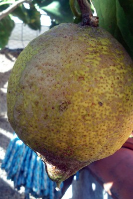 limone.jpg (228.67 KiB) Osservato 1457 volte limone.jpg