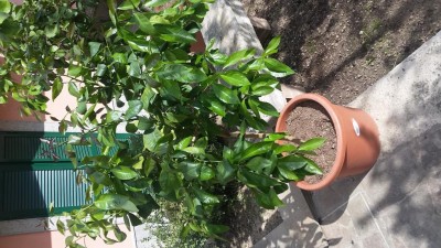 20170418_154857.jpg (143.92 KiB) Osservato 839 volte 20170418_154857.jpg