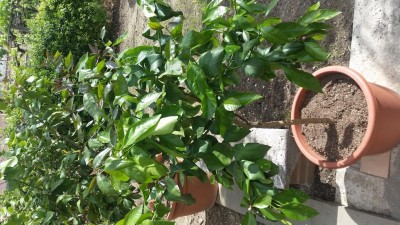 20170418_154845.jpg (151.85 KiB) Osservato 677 volte 20170418_154845.jpg