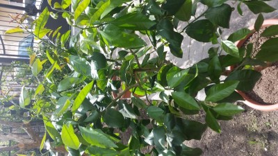 20170418_154831.jpg (132.9 KiB) Osservato 677 volte 20170418_154831.jpg