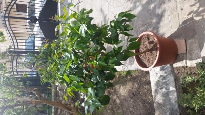 20170418_154817.jpg (139.73 KiB) Osservato 677 volte 20170418_154817.jpg