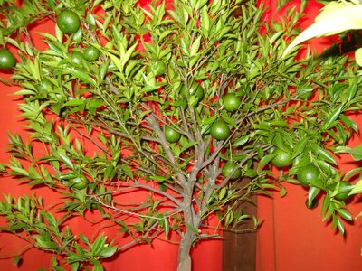 mand2.jpg (292.06 KiB) Osservato 1886 volte mand2.jpg