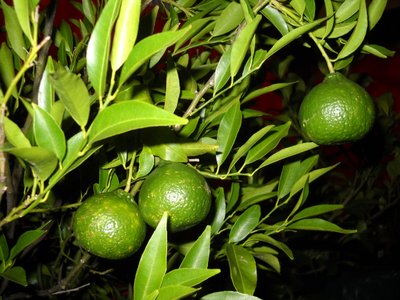 mand1.jpg (330.62 KiB) Osservato 1886 volte mand1.jpg