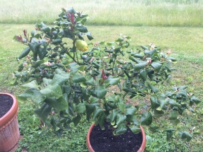 image1.JPG (183.7 KiB) Osservato 17460 volte image1.JPG