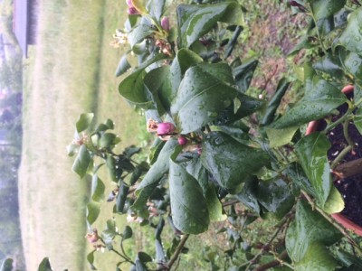 image2.JPG (142.16 KiB) Osservato 17460 volte image2.JPG