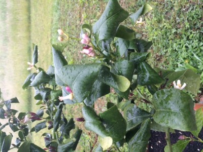 image3.JPG (155.58 KiB) Osservato 17460 volte image3.JPG