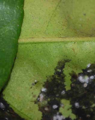 Arancio / DSC_0351NW.JPG DSC_0351NW.JPG