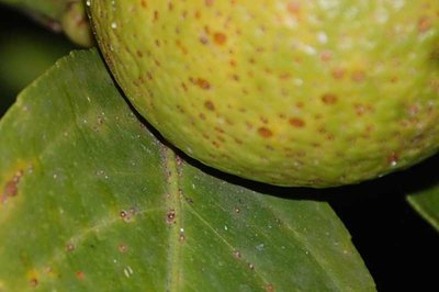 LIMONE / DSC_0361LI.JPG DSC_0361LI.JPG