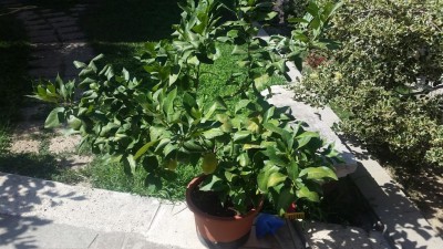 20170718_161118.jpg (151.54 KiB) Osservato 9790 volte 20170718_161118.jpg