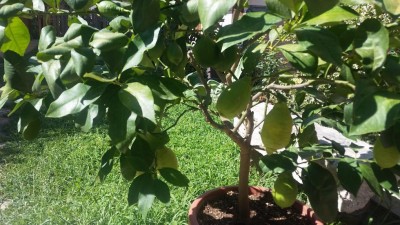 20170718_161125.jpg (130.56 KiB) Osservato 9790 volte 20170718_161125.jpg