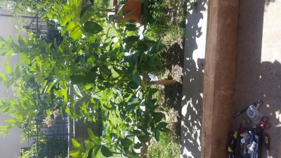 20170718_161034.jpg (128.2 KiB) Osservato 741 volte 20170718_161034.jpg