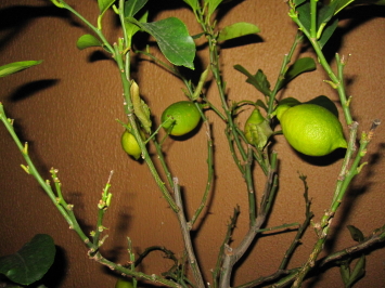 Particolare dei rami che han perso le foglie. / LIMONE2.JPG LIMONE2.JPG