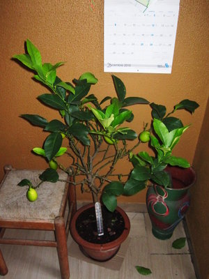 Aspetto generale. Notare le foglie cadute sul pavimento. / LIMONE1.JPG LIMONE1.JPG