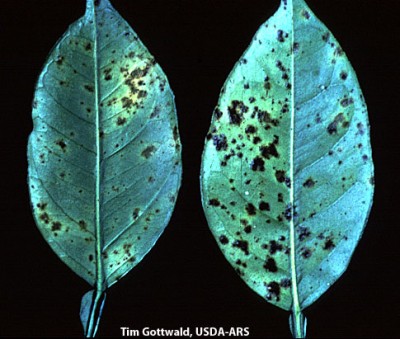 Greasy spot - leaf.jpg (71.15 KiB) Osservato 862 volte Greasy spot - leaf.jpg