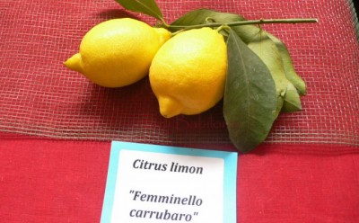 Citrus-limon-Femminello-Carrubaro-copia-e1489565955440.jpg