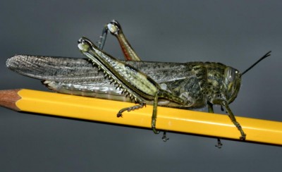 Anacridium_aegyptium1.jpg (50.77 KiB) Osservato 922 volte Anacridium_aegyptium1.jpg