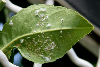 aleirodide fioccoso (Aleurotrix floccosus) (limone).jpg (74.81 KiB) Osservato 993 volte aleirodide fioccoso (Aleurotrix floccosus) (limone).jpg