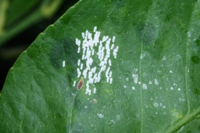 Unaspis yanonensis (probab.) (limone).jpg (111.23 KiB) Osservato 993 volte Unaspis yanonensis (probab.) (limone).jpg