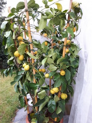 La mia Pianta / 20180107_114953.jpg 20180107_114953.jpg