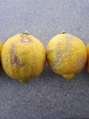 Frutti con buccia rovinata / 20180107_123731.jpg 20180107_123731.jpg