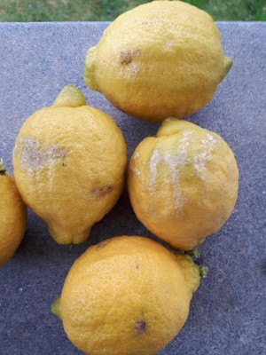 Frutti con buccia "poco" rovinata / 20180107_123755.jpg 20180107_123755.jpg