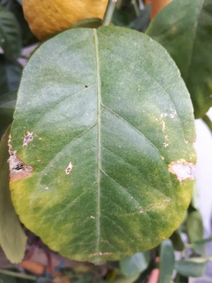 Foglia 1 / 20180107_115551.jpg 20180107_115551.jpg