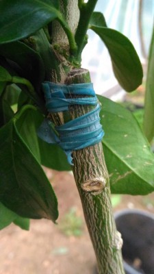 P_20180123_131303.jpg (60.43 KiB) Osservato 709 volte P_20180123_131303.jpg