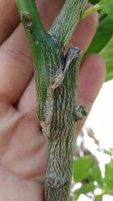 P_20171011_125259.jpg (63.1 KiB) Osservato 709 volte P_20171011_125259.jpg