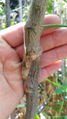 P_20171011_124315.jpg (65.8 KiB) Osservato 709 volte P_20171011_124315.jpg