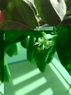 nuovo fiore / 20180211_153246.jpg 20180211_153246.jpg