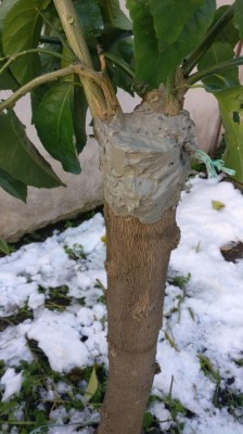 IMG-20180226-WA0029.jpg (80.46 KiB) Osservato 722 volte IMG-20180226-WA0029.jpg