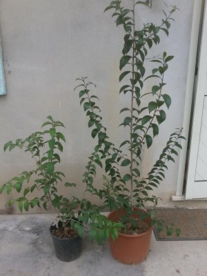 20180325_155915.jpg (89.05 KiB) Osservato 817 volte 20180325_155915.jpg