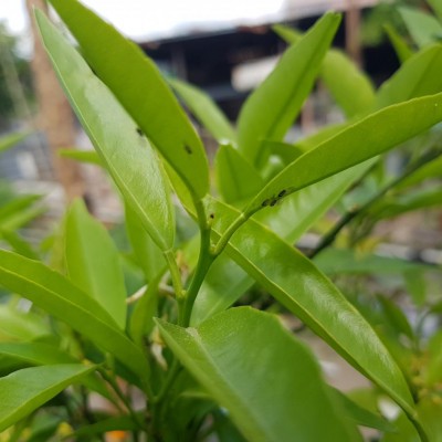 20180428_151437.jpg (77.6 KiB) Osservato 995 volte 20180428_151437.jpg