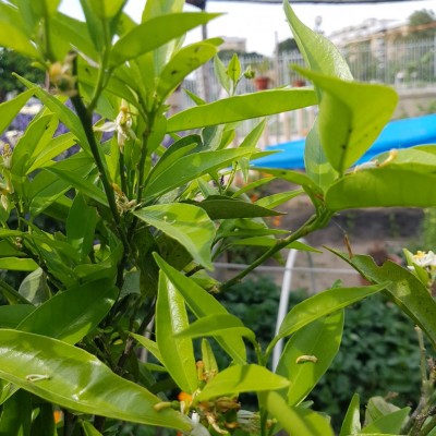 20180428_151446.jpg (132.14 KiB) Osservato 995 volte 20180428_151446.jpg