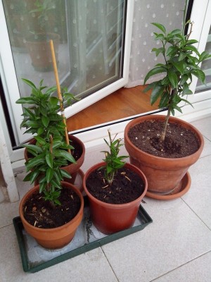 Aranci da seme.jpg (255.38 KiB) Osservato 814 volte Aranci da seme.jpg