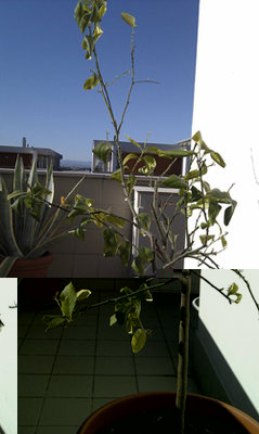 Picture1.jpg (52.64 KiB) Osservato 3135 volte Picture1.jpg