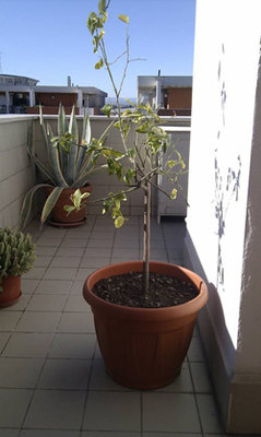 Picture2.jpg (51.3 KiB) Osservato 3135 volte Picture2.jpg