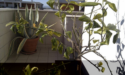 Picture4.jpg (81.12 KiB) Osservato 2901 volte Picture4.jpg