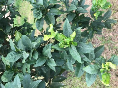 Piante adulte / IMG_7031.JPG IMG_7031.JPG
