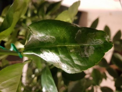 minatrice serpentina / 20180725_220425.jpg 20180725_220425.jpg