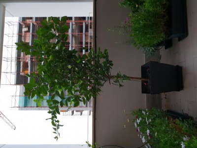 albero limone in vaso / 20180815_070342.jpg 20180815_070342.jpg